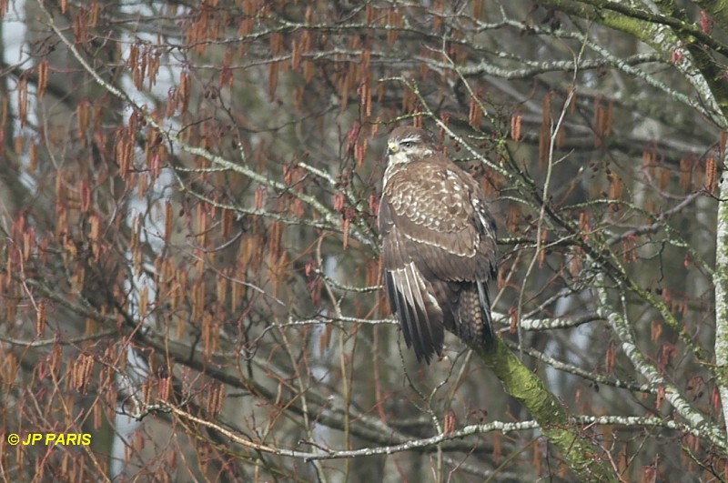 Buteo buteo